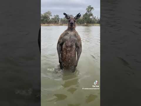 Kangaroo Tries to Drown Dog and Owner