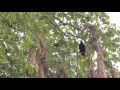 Moctezuma Oropendola - (Psarocolius montezuma)