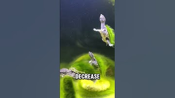 Moss is usually removed on turtle shells but this is treated #shorts