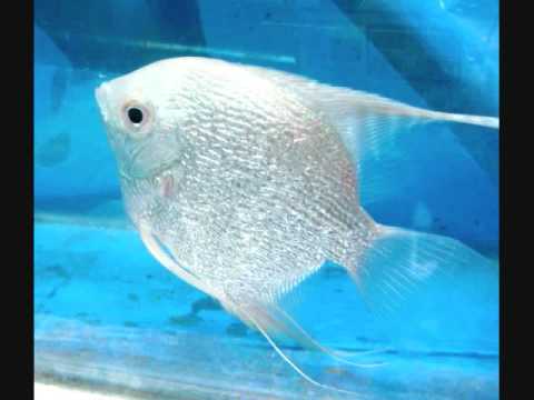 wholesale company Tropical Fish Wholesaler