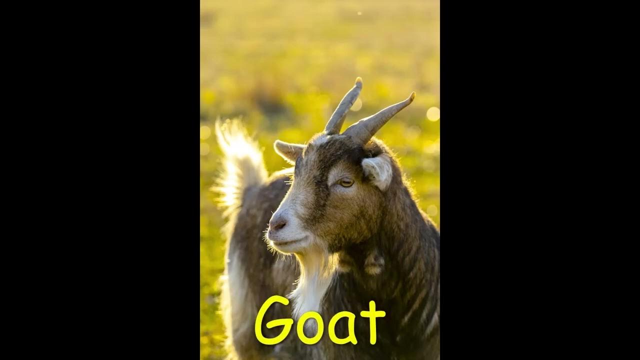 Goat sound effects Goat noises, Farm sound effects YouTube