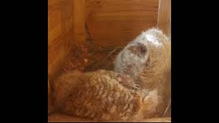POV: Your sibling wants to sleep, but you're bored. #owlcam #shorts #madarles #tawny
