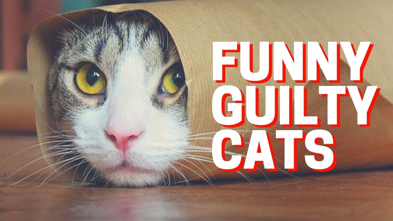 🔴 Cute Cats Feel Guilty Reaction - Guilty Cats Funny Compilation - YouTube