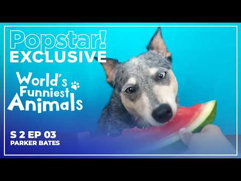 World's Funniest Animals | S2E03 | Parker Bates
