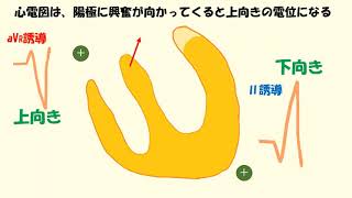 C-10 心電図 basic（音声あり）