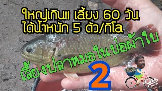 วีธีเลี้ยงปลาหมอ ชุมพร1 ใช้เวลาเลี้ยง 2 เดือน5 ตัวโล เท่ากับเลี้ยง4 เดือน