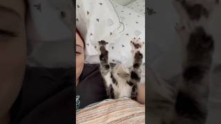 This cat is living Best Life