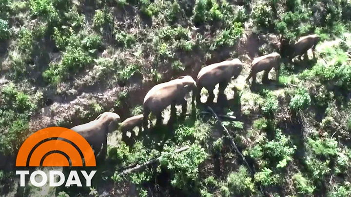 China’s Wandering Elephants May Finally Be Headed Home - DayDayNews