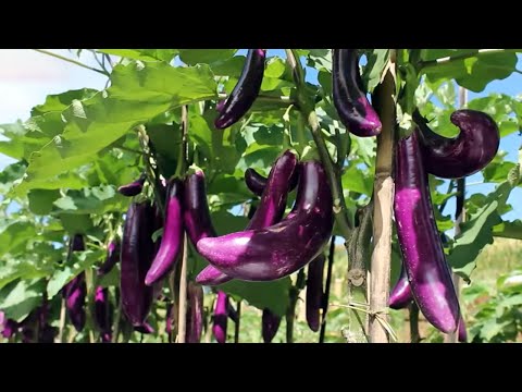 Video: Bau Ladang Yang Bagus Dan Tidak Baik