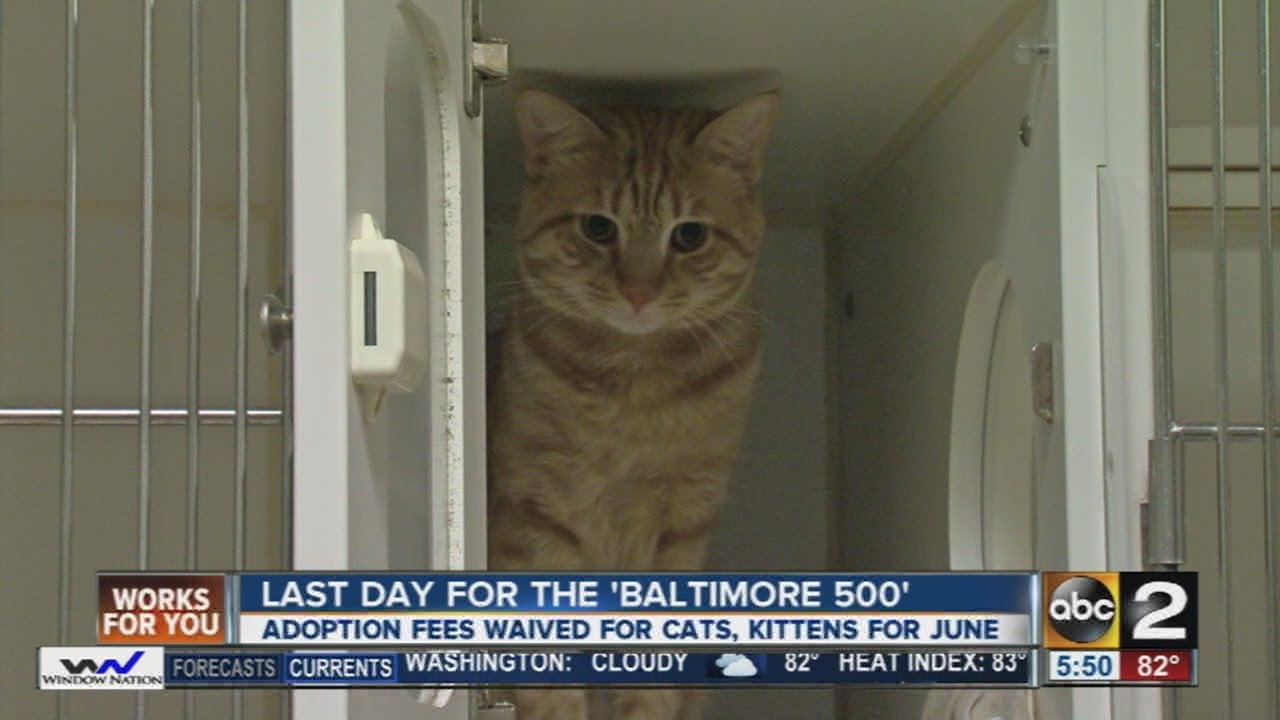 Unwanted cats and kittens are looking for forever homes YouTube