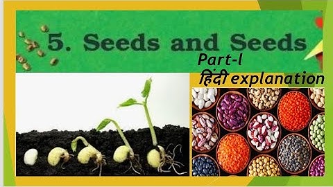 SEEDS AND SEEDS (Part-l) हिन्दी explanation/NCERT Class 5 EVS Chapter 5/CBSE Class 5 EVS Chapter 5