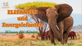 Elefanten und Zwergelefanten - Wissen für Kinder