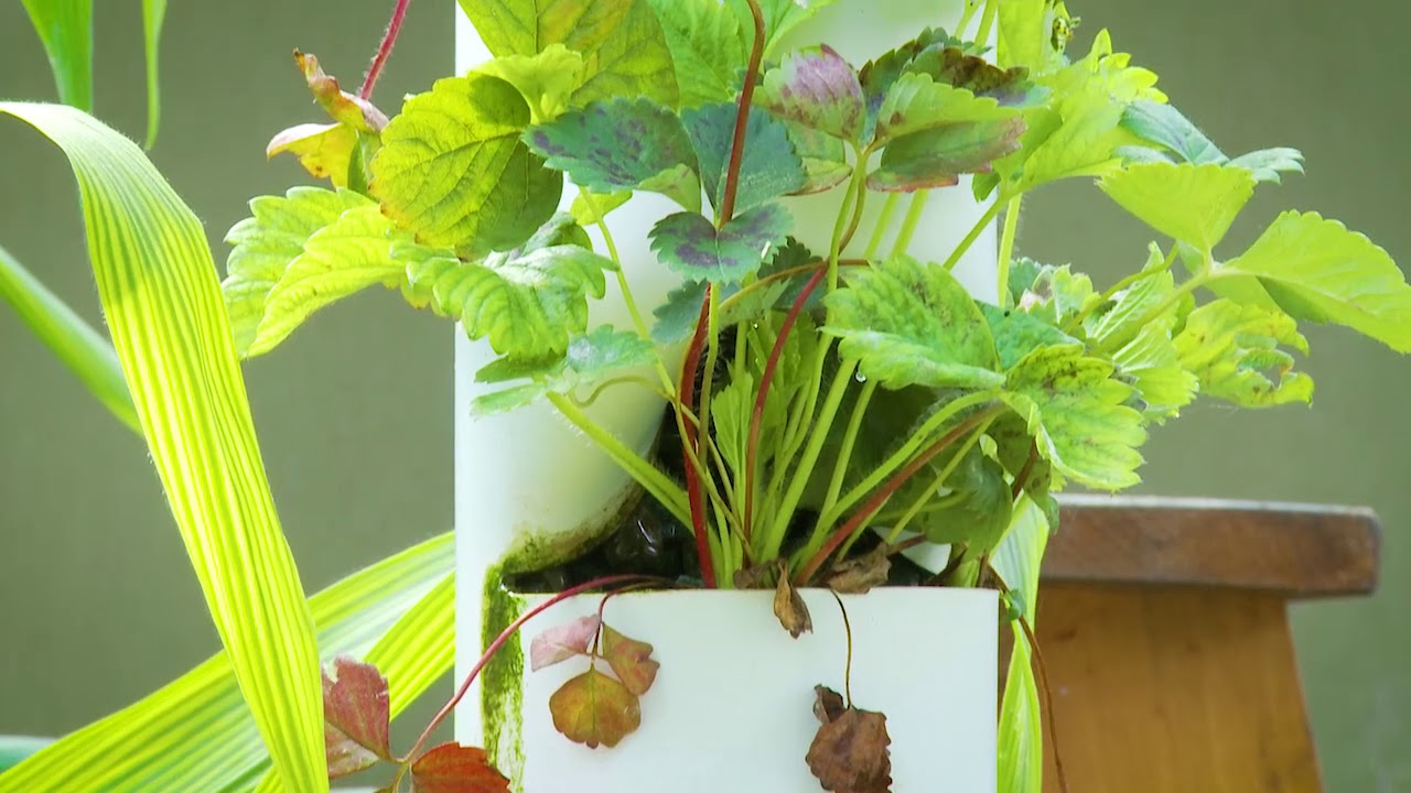 Vertical Towers in Aquaponics YouTube