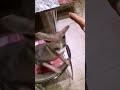 Канадский сфинкс Аватар.Котику самое необходимое,чтобы его гладили и чесали! ))
