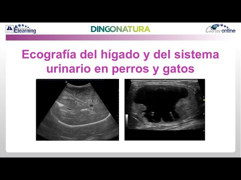 Curso AVEPA Elearning: Ecografía del hígado y del sistema urinario en ...
