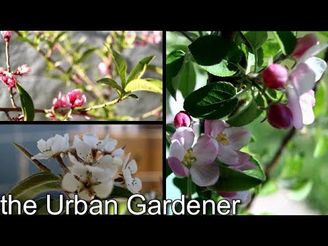 Video: Container Peach Tree Care - Cum să crești piersici în containere