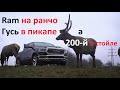 Отдали Авто Ру в тест новый Dodge Ram 1500 и вот что из этого получилось...