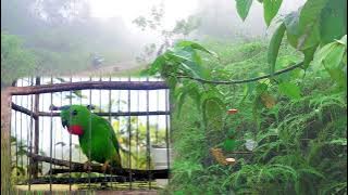 Pancingan Suara Burung Serindit Biar Makin Gacor Durasi 1 Jam