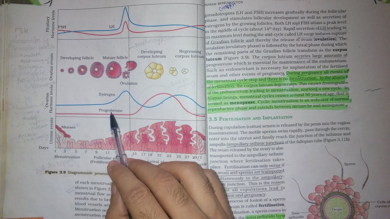 Human Reproduction Menstrual Cycle Part 2 Biology Class 12th Chapter 3