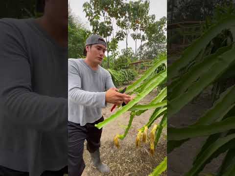 Con esto tus plantas van a producir #campo #pitahaya #pitaya #dragonfruit 5 secretos para cultivar y disfrutar de la exótica fruta del dragón en tu propia planta