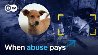 Undercover in Romania's abusive dog she...