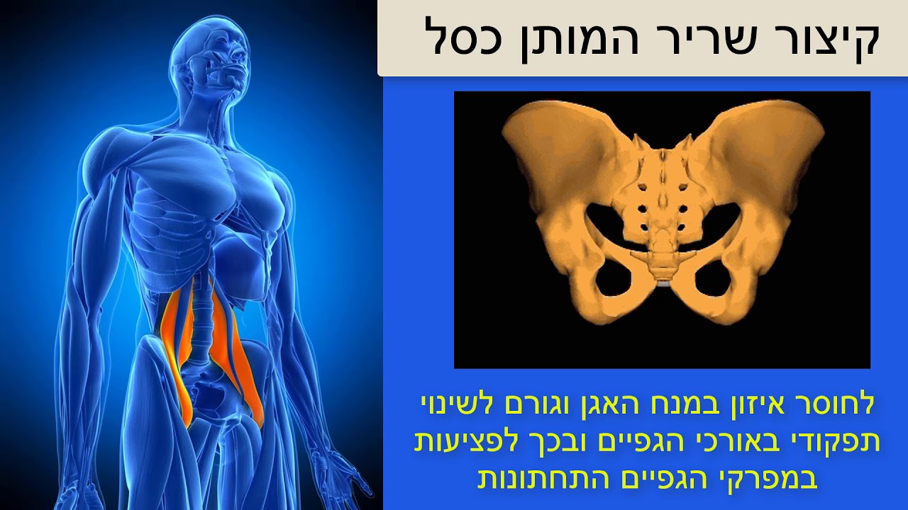 שריר זה גורם לכאבי גב, לפריצת דיסק, לשחיקת האגן והירך ולפגיעה בתפקוד המיני - ד