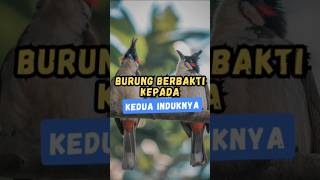 Burung Berbakti Kepada Induknya #kisahburung #kataatan #tawakalseekorburung