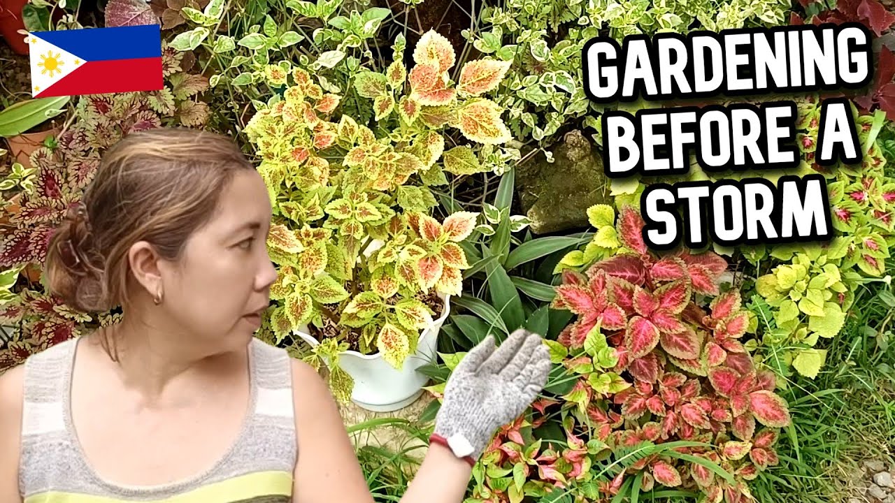 OVERGROWN GARDEN TIDYING UP BEFORE TYPHOON - MASUKAL NA ANG HARDIN!