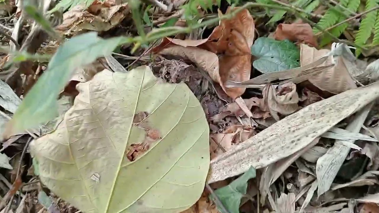 Lopsi tipnu jangle ma jandai chu