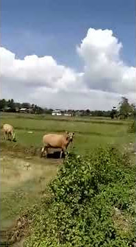 manggil sapi HEY TAYO HEY TAYO. sapinya melongo kebingungan