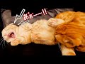添い寝する子猫を保護猫がひたすら舐め続けた結果...【マンチカン】