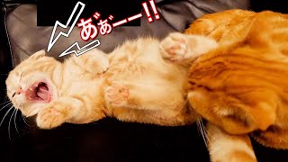 添い寝する子猫を保護猫がひたすら舐め続けた結果...【マンチカン】