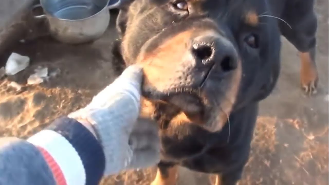 cum de a obține rottweiler pierde în greutate