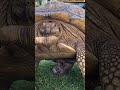Male Sulcata Tortoise And His Junk