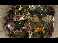 At Night Catching Babe Frogs,Crabs,Giant Snails,Babe Snails,Fish.