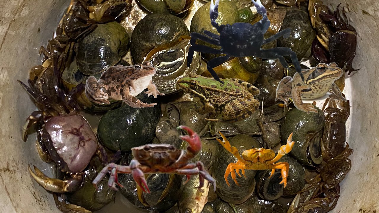 At Night Catching Babe Frogs,Crabs,Giant Snails,Babe Snails,Fish.