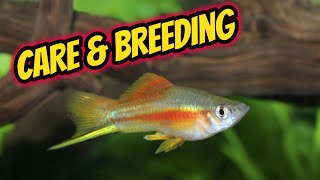 Swordtail Care and Breeding Guide