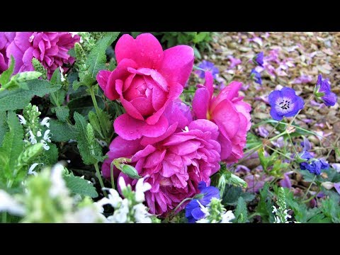 Какие цветы посадить с розами Свита для королевы цветов