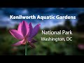 Kenilworth Aquatic Gardens National Park, Washington DC - Robert Peak Design