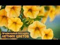 ОБАЛДЕННЫЙ СПОСОБ ПОСАДКИ ЦВЕТОВ. ЦВЕТЕНИЕ НА ВСЕ ЛЕТО! Инструкция: посадка цветов своими руками