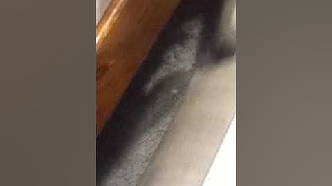 Vacuuming trail mix with Hoover decade 80