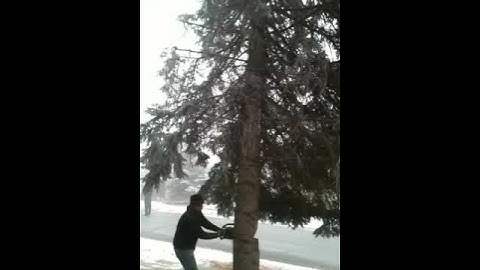 Blue spruce down