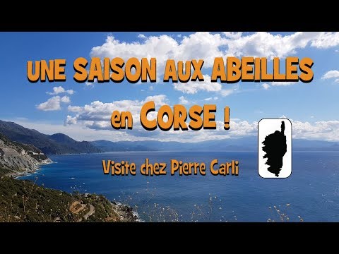 Image du reportage Une SAISON aux ABEILLES en CORSE ! Visite chez Pierre Carli (Une Saison Aux Abeilles)