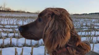 Irish setter