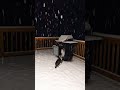 animals feel snow.soooo melting my heart.#pet #cat #funnyshorts #dog #funnyanimals #cute