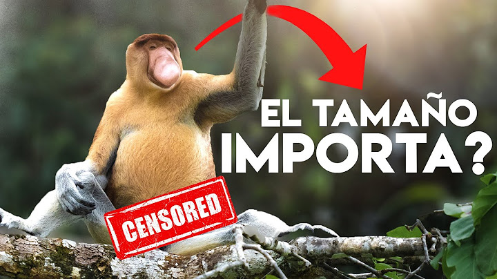 Navegando en el territorio de los MONOS NARIGUDOS 🍌