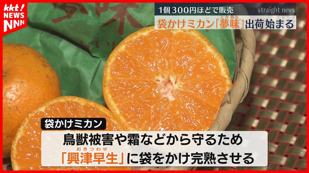 Shipments of high-quality mandarin oranges 