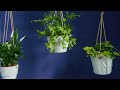 2 No-Drill Hanging Plant Hacks For Renters | Plant Doctor Hilton Carter