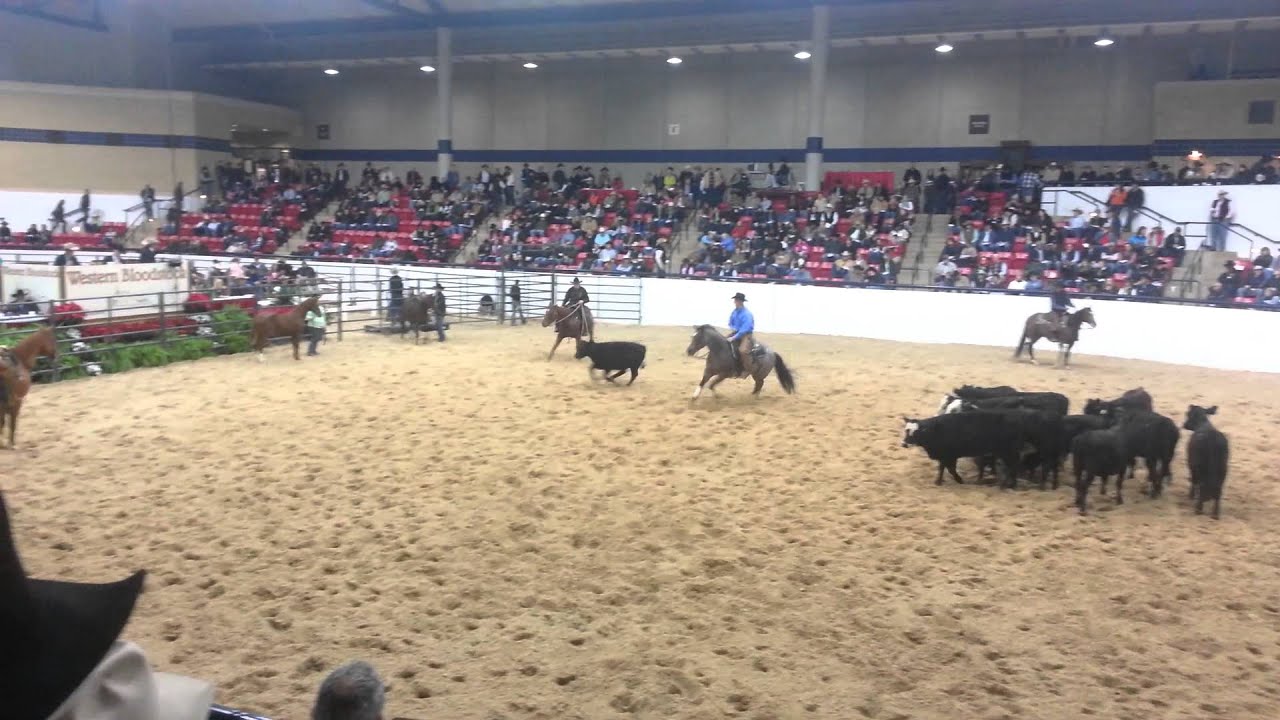 NCHA Futurity Sale 2012 YouTube