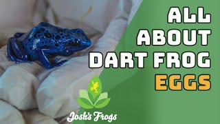 Collecting and Cleaning Your Dart Frog Eggs